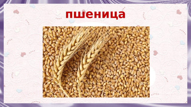 пшеница   