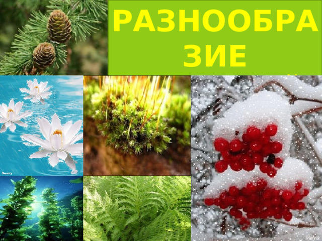 РАЗНООБРАЗИЕ РАСТЕНИЙ 
