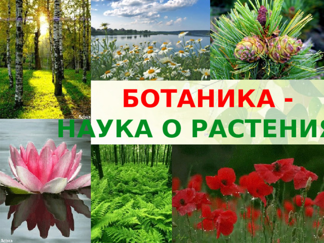 БОТАНИКА - НАУКА О РАСТЕНИЯХ 