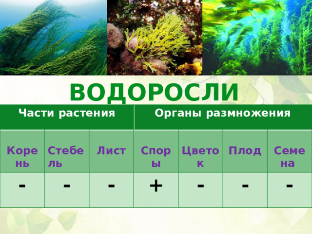 ВОДОРОСЛИ Части растения Части растения   - Корень  Корень  Органы размножения Органы размножения   Стебель - Стебель   - Лист Лист   + Споры Споры Цветок Цветок  -    Плод Плод - Семена Семена - 