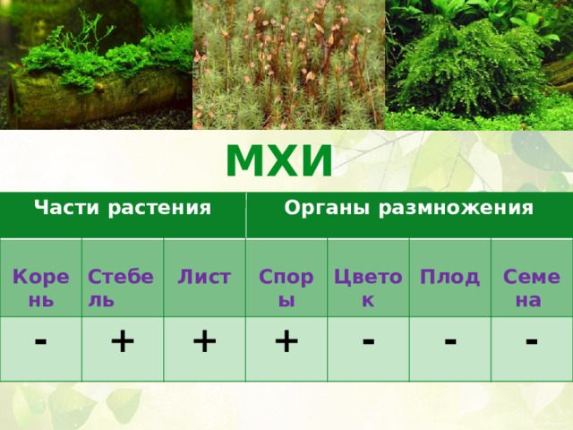 МХИ Части растения Части растения    Корень  - Корень  Органы размножения Органы размножения  + Стебель Стебель   + Лист Лист   Споры + Споры Цветок  Цветок  -   - Плод Плод Семена - Семена 