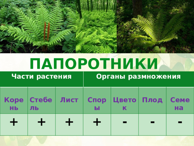 ПАПОРОТНИКИ Части растения Части растения    Корень + Корень    Органы размножения Органы размножения + Стебель Стебель   Лист + Лист   Споры + Споры Цветок Цветок   -   Плод Плод - Семена Семена - 