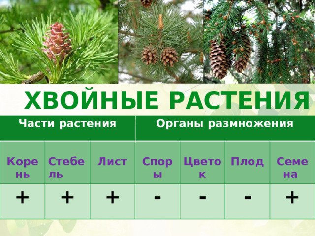ХВОЙНЫЕ РАСТЕНИЯ Части растения Части растения    Корень + Корень    Органы размножения Органы размножения + Стебель Стебель   Лист + Лист   Споры - Споры Цветок Цветок   -   Плод Плод - Семена Семена + 
