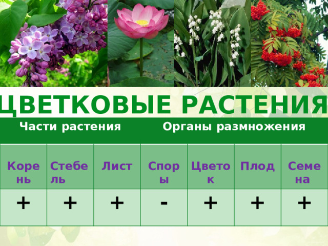 ЦВЕТКОВЫЕ РАСТЕНИЯ Части растения Части растения   + Корень Корень   Органы размножения Органы размножения   + Стебель Стебель   Лист + Лист   - Споры Споры Цветок   Цветок +   Плод Плод + Семена Семена + 