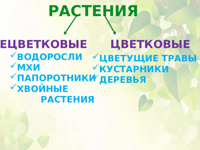 РАСТЕНИЯ НЕЦВЕТКОВЫЕ ЦВЕТКОВЫЕ ВОДОРОСЛИ МХИ ПАПОРОТНИКИ ХВОЙНЫЕ  РАСТЕНИЯ ЦВЕТУЩИЕ ТРАВЫ КУСТАРНИКИ ДЕРЕВЬЯ 