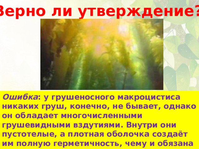 Верно ли утверждение? Ошибка : у грушеносного макроцистиса никаких груш, конечно, не бывает, однако он обладает многочисленными грушевидными вздутиями. Внутри они пустотелые, а плотная оболочка создаёт им полную герметичность, чему и обязана водоросль своей плавучестью. В морях Южного полушария встречается самая крупная в мире водоросль – грушеносный макроцистис, что означает «крупноклеточный». Он обладает грушевидными плодами, которые, конечно же, несъедобны. 