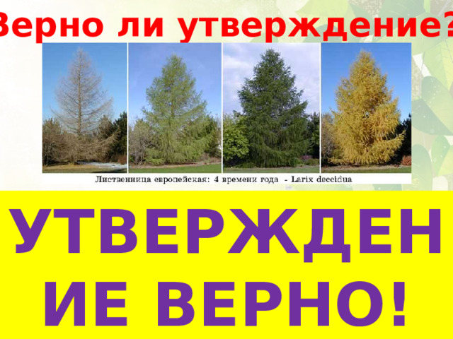 Верно ли утверждение? Лиственница – хвойное растение. Весной её веточки покрываются ярко-зелёными хвоинками. А между ними появляются не цветы, а розоватые шишечки. УТВЕРЖДЕНИЕ ВЕРНО! 