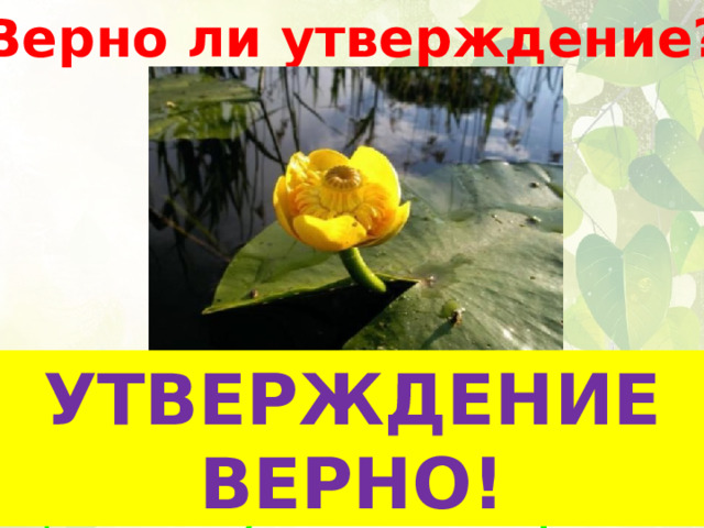 Верно ли утверждение? УТВЕРЖДЕНИЕ ВЕРНО! Из леса мы вышли к заболоченному водоёму. Из воды на нас глядели жёлтые глазки-цветочки кувшинок. Как красивы эти водные травы! 