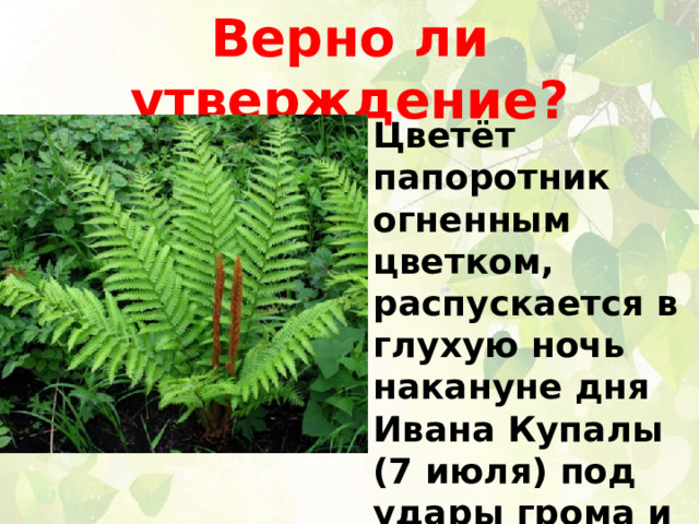 Верно ли утверждение? Цветёт папоротник огненным цветком, распускается в глухую ночь накануне дня Ивана Купалы (7 июля) под удары грома и раскаты молний. 