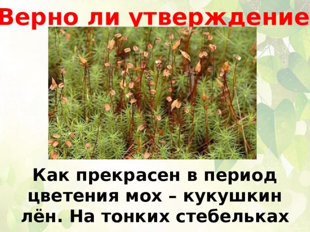 Верно ли утверждение? Как прекрасен в период цветения мох – кукушкин лён. На тонких стебельках склонили свои головки нежные цветы. 