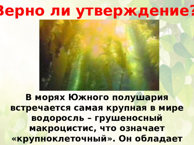 Верно ли утверждение? В морях Южного полушария встречается самая крупная в мире водоросль – грушеносный макроцистис, что означает «крупноклеточный». Он обладает грушевидными плодами, которые, конечно же, несъедобны. 