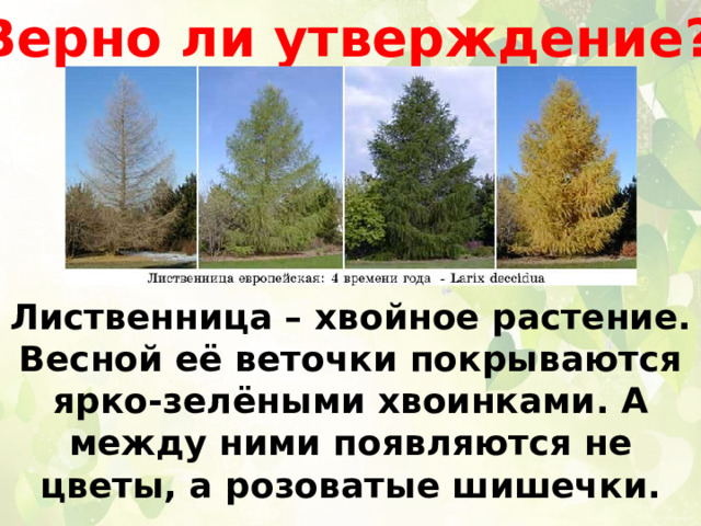 Верно ли утверждение? Лиственница – хвойное растение. Весной её веточки покрываются ярко-зелёными хвоинками. А между ними появляются не цветы, а розоватые шишечки. 