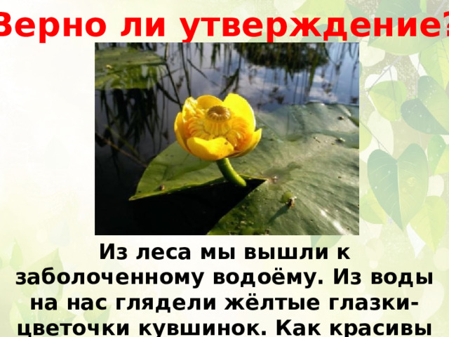 Верно ли утверждение? Из леса мы вышли к заболоченному водоёму. Из воды на нас глядели жёлтые глазки-цветочки кувшинок. Как красивы эти водные травы! 
