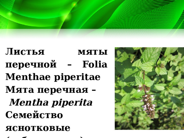 Листья мяты перечной – Folia Menthae piperitae Мята перечная –  Mentha piperita Семейство яснотковые (губоцветные) - Lamiaceae (Labiatae). 