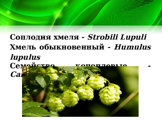 Соплодия хмеля - Strobili Lupuli Хмель обыкновенный - Humulus lupulus  Семейство коноплевые - Cannabaceae 