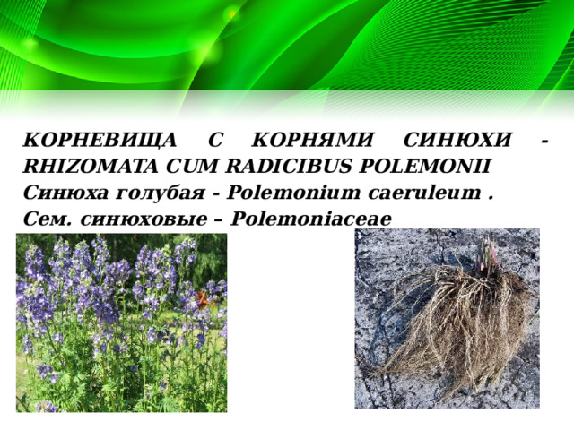 КОРНЕВИЩА С КОРНЯМИ СИНЮХИ - RHIZOMATA CUM RADICIBUS POLEMONII Синюха голубая - Polemonium caeruleum . Сем. синюховые – Polemoniaceae 