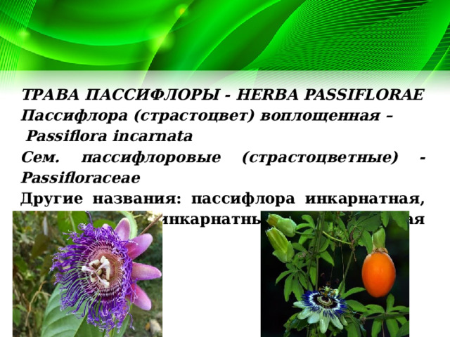 ТРАВА ПАССИФЛОРЫ - HERBA PASSIFLORAE Пассифлора (страстоцвет) воплощенная –  Passiflora  incarnata Сем. пассифлоровые (страстоцветные) - Passifloraceae Другие названия: пассифлора инкарнатная, страстоцвет инкарнатный, кавалерская звезда 