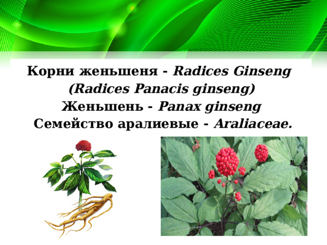 Корни женьшеня - Radices Ginseng (Radices Panacis ginseng)  Женьшень - Panax ginseng  Семейство аралиевые - Araliaceae. 