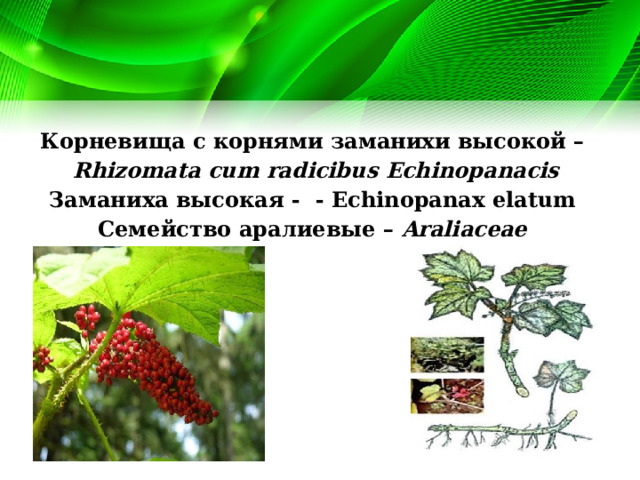 Корневища с корнями заманихи высокой –  Rhizomata cum radicibus Echinopanacis Заманиха высокая - - Echinopanax elatum Семейство аралиевые – Araliaceae 