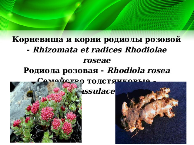 Корневища и корни родиолы розовой - Rhizomata et radices Rhodiolae roseae Родиола розовая - Rhodiola rosea Семейство толстянковые - Crassulaceae 