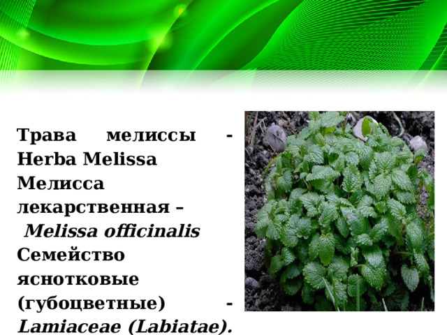 Трава мелиссы - Herba Melissa Мелисса лекарственная –  Melissa officinalis Семейство яснотковые (губоцветные) - Lamiaceae (Labiatae). 