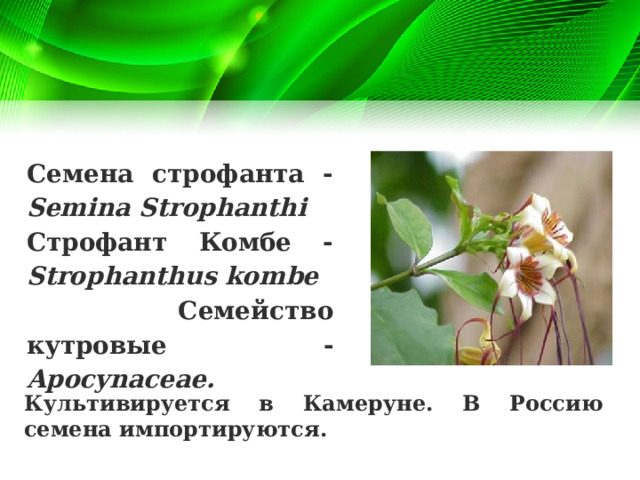 Семена строфанта - Semina Strophanthi Строфант Комбе - Strophanthus kombe  Семейство кутровые - Apocynaceae. Культивируется в Камеруне. В Россию семена импортируются. 