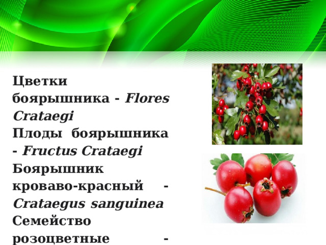 Цветки боярышника - Flores Crataegi Плоды боярышника - Fructus Crataegi Боярышник кроваво-красный - Crataegus sanguinea  Семейство розоцветные - Rosaceae. 