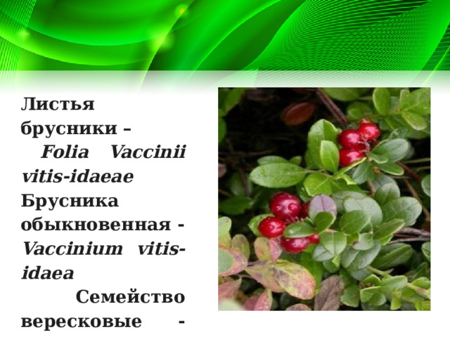 Листья брусники –  Folia Vaccinii vitis-idaeae Брусника обыкновенная - Vaccinium vitis-idaea  Семейство вересковые - Ericaceae . 