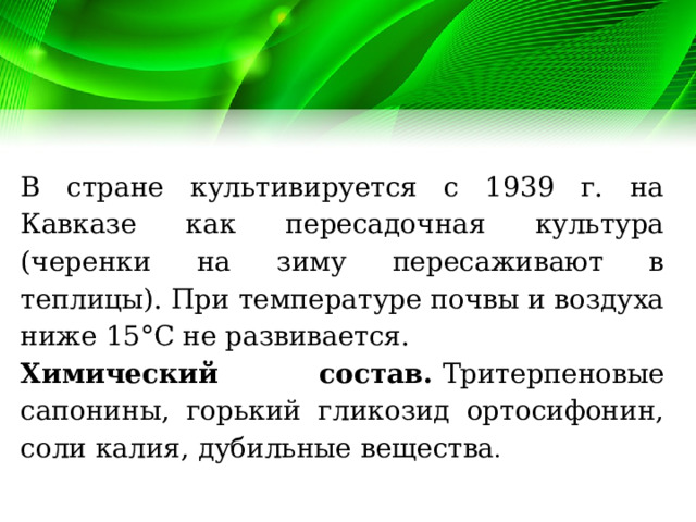 В стране культивируется с 1939 г. на Кавказе как пересадочная культура (черенки на зиму пересаживают в теплицы). При температуре почвы и воздуха ниже 15°С не развивается. Химический состав.  Тритерпеновые сапонины, горький гликозид ортосифонин, соли калия, дубильные вещества . 