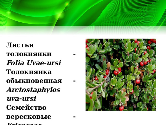 Листья толокнянки - Folia Uvae-ursi Толокнянка обыкновенная - Arctostaphylos uva-ursi  Семейство вересковые - Ericaceae . 