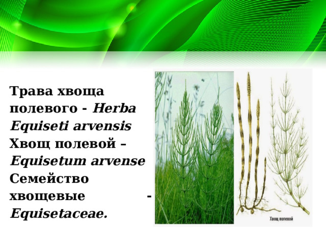 Трава хвоща полевого - Herba Equiseti arvensis Хвощ полевой – Equisetum arvense Семейство хвощевые - Equisetaceae. 