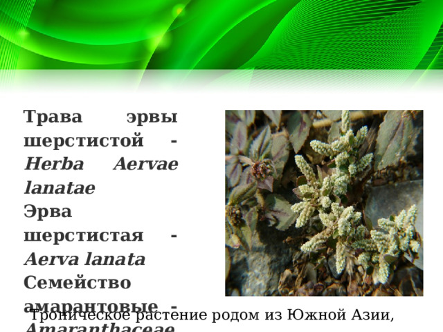 Трава эрвы шерстистой - Herba Aervae lanatae Эрва шерстистая - Aerva lanata Семейство амарантовые - Amaranthaceae . Тропическое растение родом из Южной Азии,  