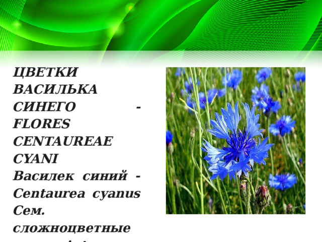 ЦВЕТКИ ВАСИЛЬКА СИНЕГО - FLORES CENTAUREAE CYANI Василек синий - Centaurea cyanus Сем. сложноцветные – Asteraceae (Compositae) 