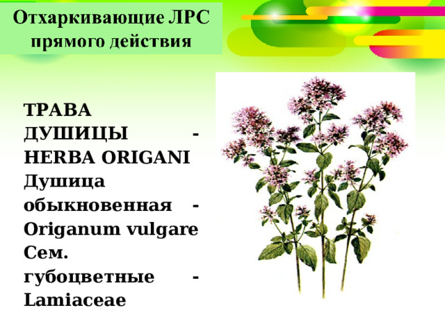 ТРАВА ДУШИЦЫ - HERBA ORIGANI Душица обыкновенная - Origanum vulgare Сем. губоцветные - Lamiaceae 