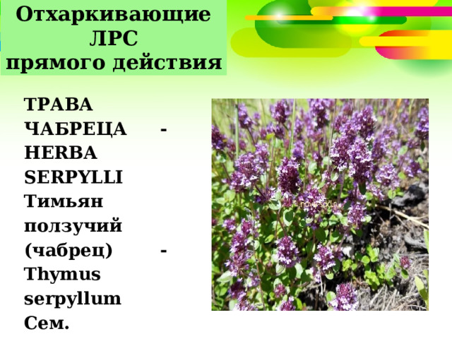 Отхаркивающие ЛРС прямого действия   ТРАВА ЧАБРЕЦА - HERBA SERPYLLI Тимьян ползучий (чабрец) - Thymus serpyllum Сем. губоцветные - Lamiaceae 