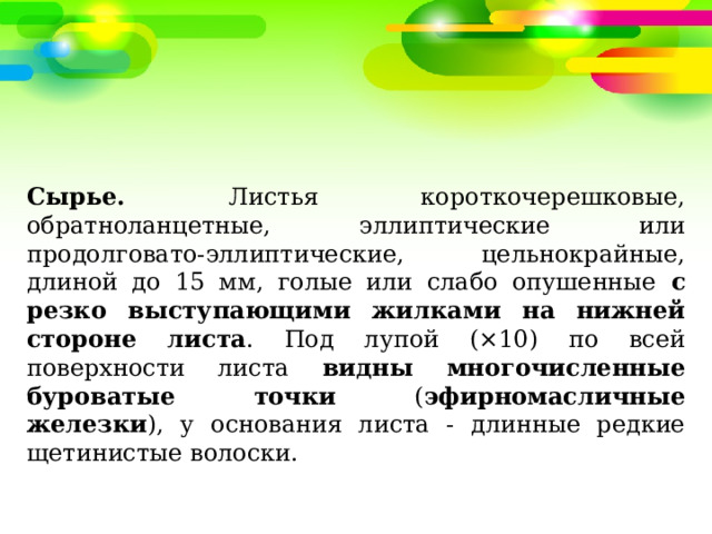 Сырье. Листья короткочерешковые, обратноланцетные, эллиптические или продолговато-эллиптические, цельнокрайные, длиной до 15 мм, голые или слабо опушенные с резко выступающими жилками на нижней стороне листа . Под лупой (×10) по всей поверхности листа видны многочисленные буроватые точки ( эфирномасличные железки ), у основания листа - длинные редкие щетинистые волоски. 