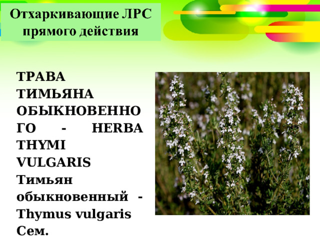 ТРАВА ТИМЬЯНА ОБЫКНОВЕННОГО - HERBA THYMI VULGARIS Тимьян обыкновенный - Thymus vulgaris Сем. губоцветные – Lamiaceae 