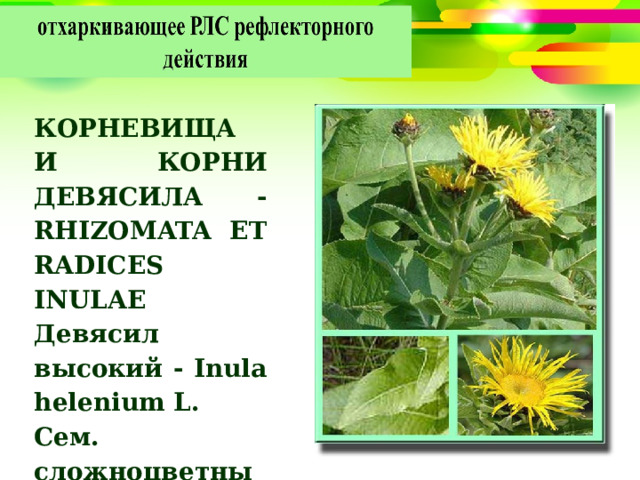 КОРНЕВИЩА И КОРНИ ДЕВЯСИЛА - RHIZOMATA ET RADICES INULAE Девясил высокий - Inula helenium L. Сем. сложноцветные – Asteraceae (Compositae) 