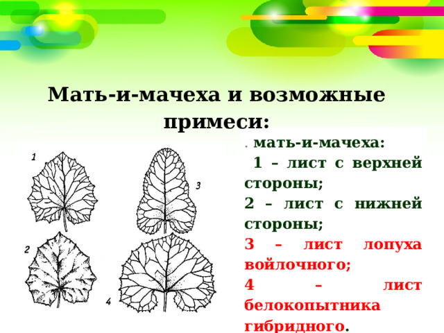 Мать-и-мачеха и возможные примеси: . мать-и-мачеха:  1 – лист с верхней стороны; 2 – лист с нижней стороны; 3 – лист лопуха войлочного; 4 – лист белокопытника гибридного . 