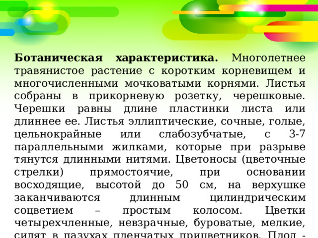 Ботаническая характеристика. Многолетнее травянистое растение с коротким корневищем и многочисленными мочковатыми корнями. Листья собраны в прикорневую розетку, черешковые. Черешки равны длине пластинки листа или длиннее ее. Листья эллиптические, сочные, голые, цельнокрайные или слабозубчатые, с 3-7 параллельными жилками, которые при разрыве тянутся длинными нитями. Цветоносы (цветочные стрелки) прямостоячие, при основании восходящие, высотой до 50 см, на верхушке заканчиваются длинным цилиндрическим соцветием – простым колосом. Цветки четырехчленные, невзрачные, буроватые, мелкие, сидят в пазухах пленчатых прицветников. Плод - эллиптическая коробочка с мелкими темно-коричневыми блестящими семенами 