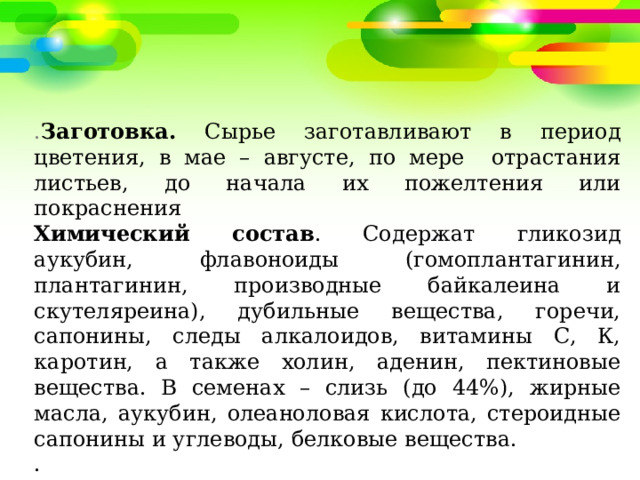 . Заготовка. Сырье заготавливают в период цветения, в мае – августе, по мере отрастания листьев, до начала их пожелтения или покраснения  Химический состав . Содержат гликозид аукубин, флавоноиды (гомоплантагинин, плантагинин, производные байкалеина и скутеляреина), дубильные вещества, горечи, сапонины, следы алкалоидов, витамины С, К, каротин, а также холин, аденин, пектиновые вещества. В семенах – слизь (до 44%), жирные масла, аукубин, олеаноловая кислота, стероидные сапонины и углеводы, белковые вещества. . 