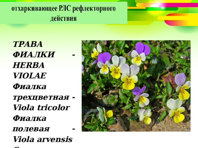 ТРАВА ФИАЛКИ - НЕRВА VIOLAE Фиалка трехцветная - Viola tricolor Фиалка полевая - Viola arvensis Сем. фиалковые - Violaceae 