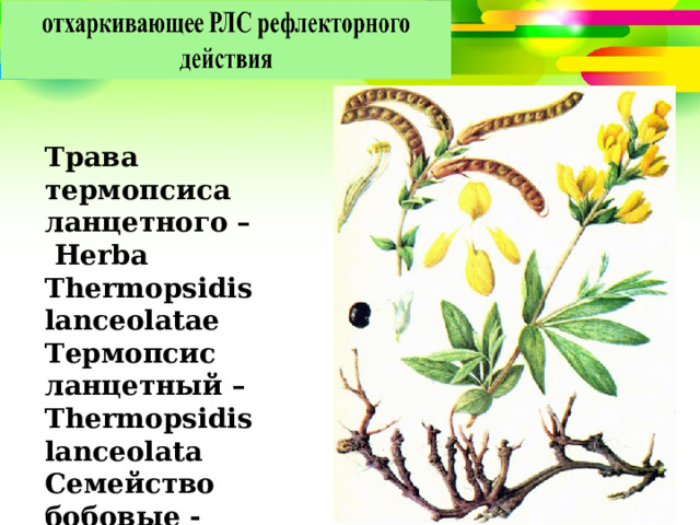 Трава термопсиса ланцетного –  Herba Thermopsidis lanceolatae Термопсис ланцетный – Thermopsidis lanceolata Семейство бобовые - Fabaceae 