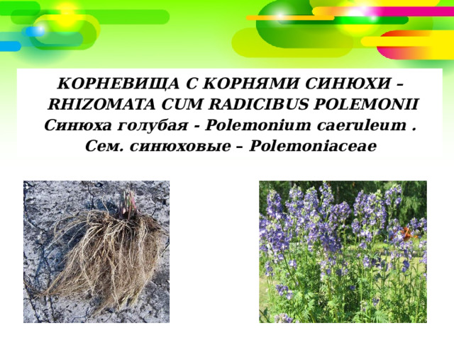 КОРНЕВИЩА С КОРНЯМИ СИНЮХИ –  RHIZOMATA CUM RADICIBUS POLEMONII Синюха голубая - Polemonium caeruleum . Сем. синюховые – Polemoniaceae 