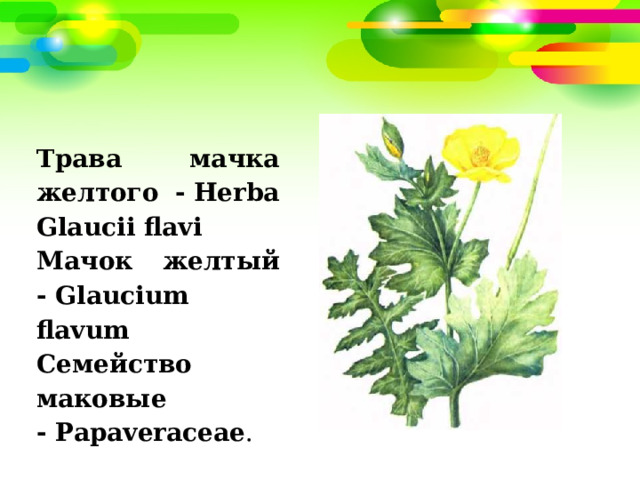 Трава мачка желтого - Herba Glaucii flavi Мачок желтый - Glaucium flavum  Семейство маковые - Papaveraceae . 