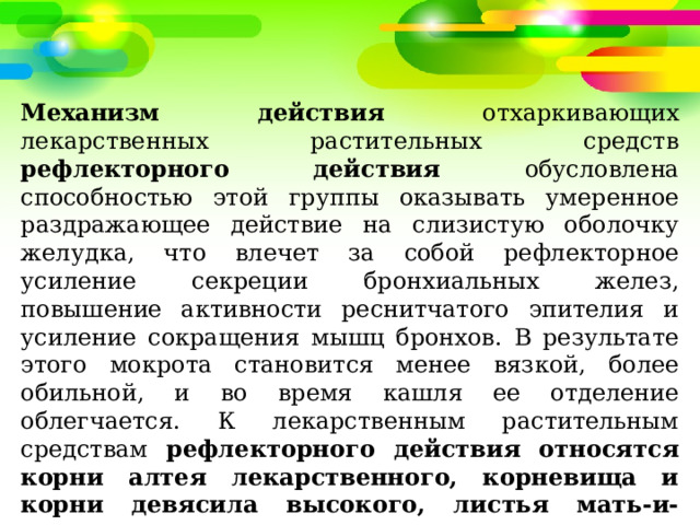 Механизм действия отхаркивающих лекарственных растительных средств рефлекторного действия обусловлена способностью этой группы оказывать умеренное раздражающее действие на слизистую оболочку желудка, что влечет за собой рефлекторное усиление секреции бронхиальных желез, повышение активности реснитчатого эпителия и усиление сокращения мышц бронхов. В результате этого мокрота становится менее вязкой, более обильной, и во время кашля ее отделение облегчается. К лекарственным растительным средствам рефлекторного действия относятся корни алтея лекарственного, корневища и корни девясила высокого, листья мать-и-мачехи, трава термопсиса ланцетного, корневища с корнями синюхи голубой, трава фиалки трехцветной, листья подорожника большого, корни солодки . 