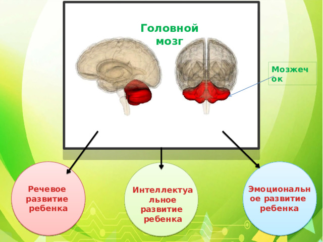 Мозжечок Головной мозг Мозжечок Эмоциональное развитие ребенка Речевое развитие ребенка Интеллектуальное развитие ребенка 