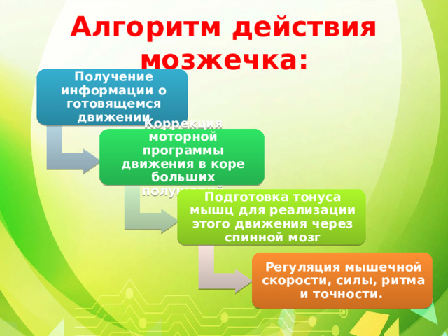 Алгоритм действия мозжечка: Получение информации о готовящемся движении Коррекция моторной программы движения в коре больших полушарий Подготовка тонуса мышц для реализации этого движения через спинной мозг Регуляция мышечной скорости, силы, ритма и точности. 