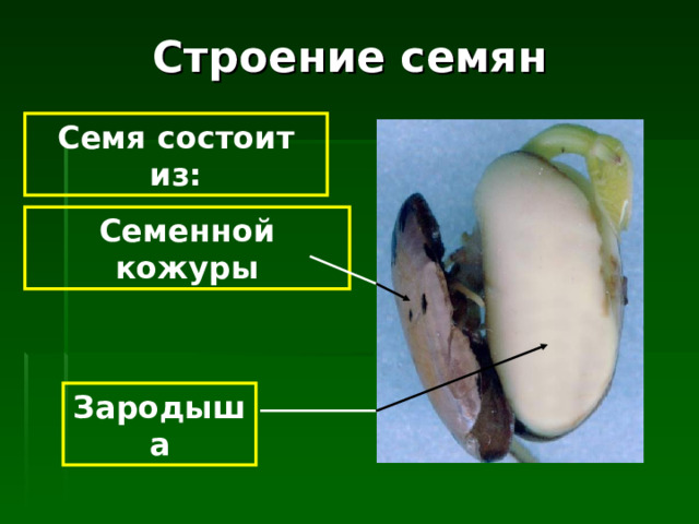 Строение семян Семя состоит из: Семенной кожуры Зародыша 