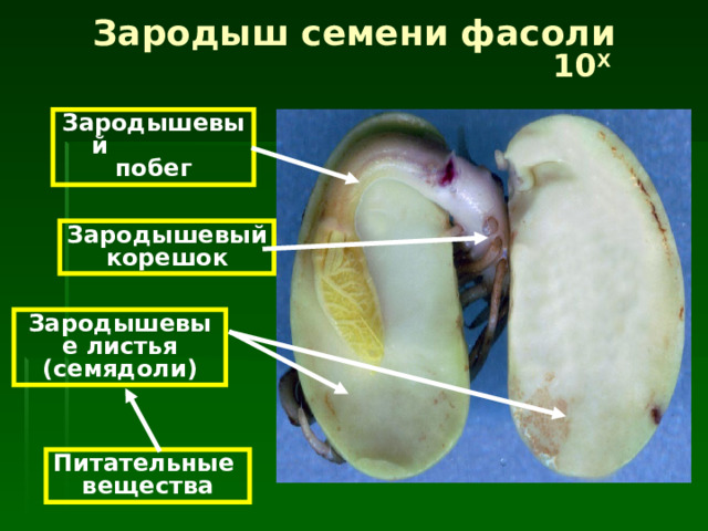Зародыш семени фасоли  10 Х Зародышевый побег Зародышевый  корешок Зародышевые листья (семядол и) Питательные  вещества 